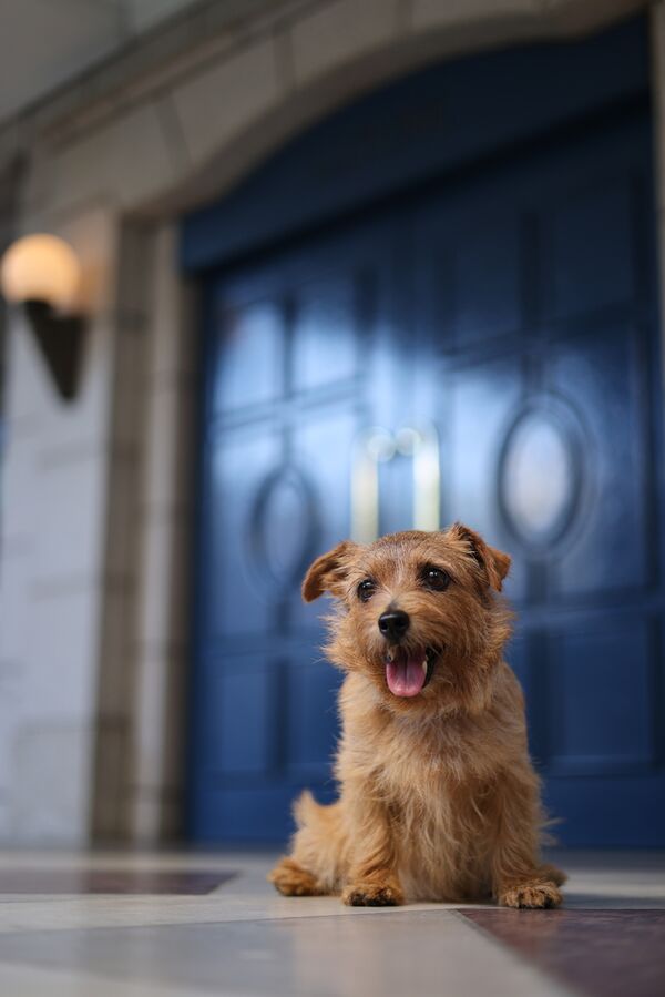 Canon RF 50mm f/1,8 STM  Canon RF