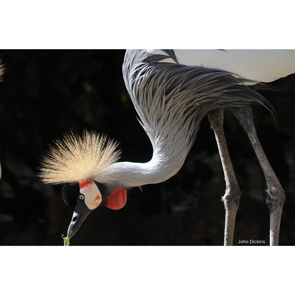 Canon RF 600mm f/11 IS STM - Demoware  Canon RF