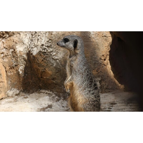 Canon RF 600mm f/11 IS STM - Demoware  Canon RF