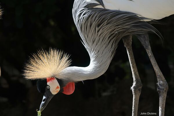 Canon RF 600mm f/11 IS STM  Canon RF