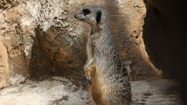 Canon RF 600mm f/11 IS STM  Canon RF