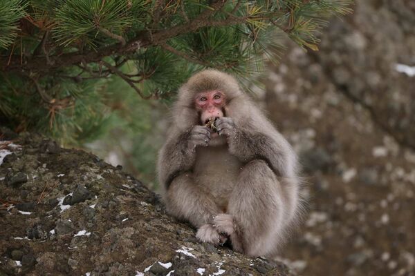 Canon RF 600mm f/4 L IS USM  Canon RF