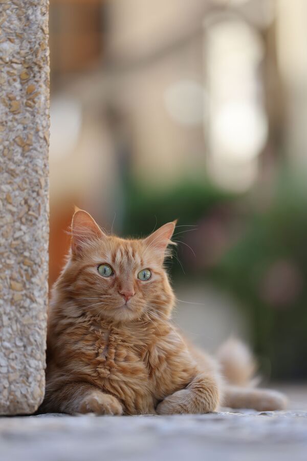 Canon RF 70-200mm f/2,8 L IS USM Z  Canon RF schwarz