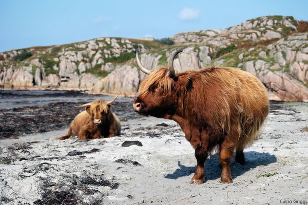 Canon RF 70-200mm f/4 L IS USM  Canon RF