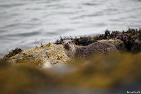 Canon RF 70-200mm f/4 L IS USM  Canon RF