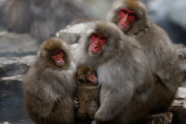 Canon RF 800mm f/11 IS STM  Canon RF