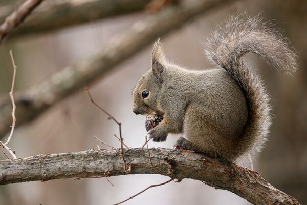 Canon RF 800mm f/11 IS STM  Canon RF