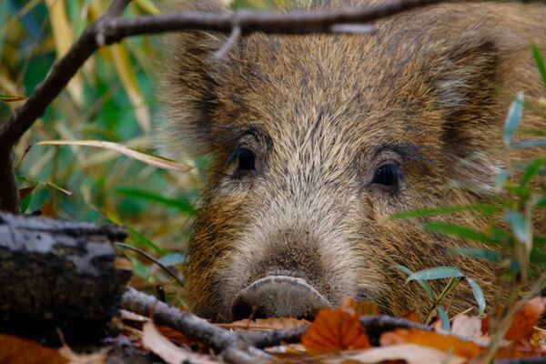 Canon RF 800mm f/11 IS STM  Canon RF