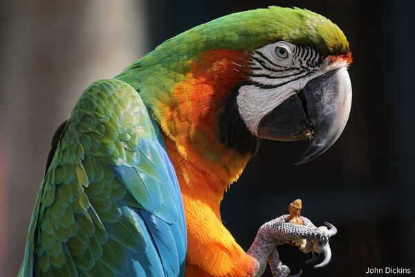 Canon RF 800mm f/11 IS STM  Canon RF