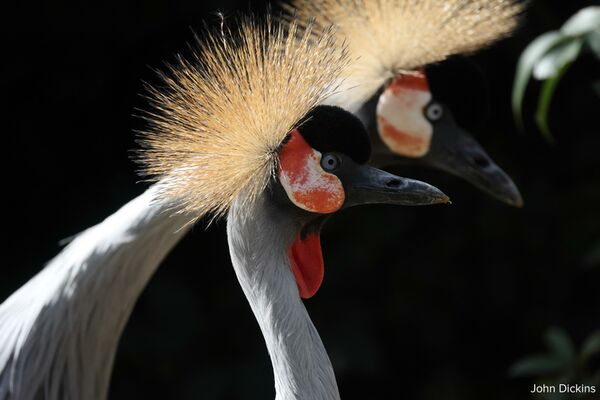 Canon RF 800mm f/11 IS STM  Canon RF