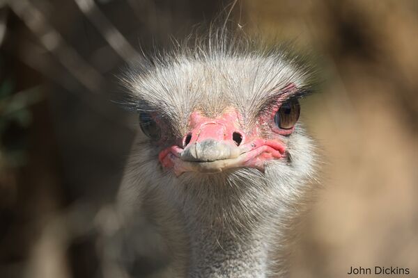 Canon RF 800mm f/11 IS STM  Canon RF