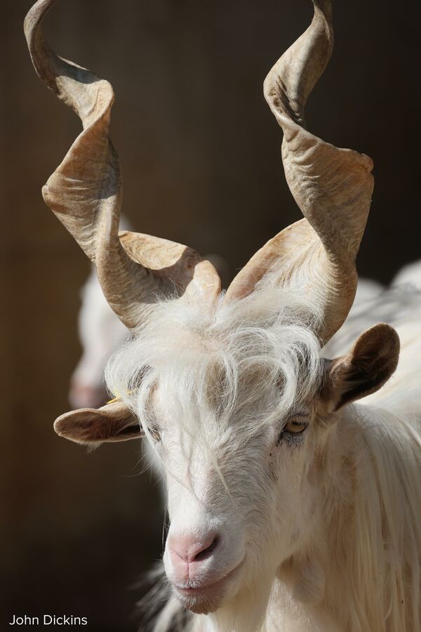 Canon RF 800mm f/11 IS STM  Canon RF