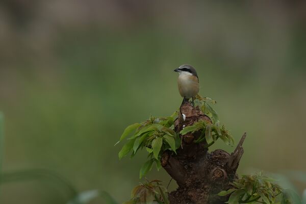 Canon RF 800mm f/5,6 L IS USM  Canon RF