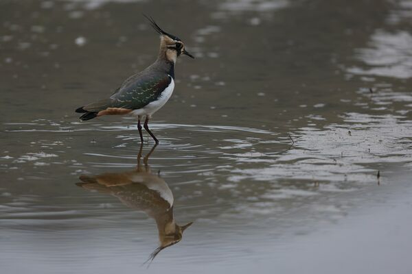 Canon RF 800mm f/5,6 L IS USM  Canon RF