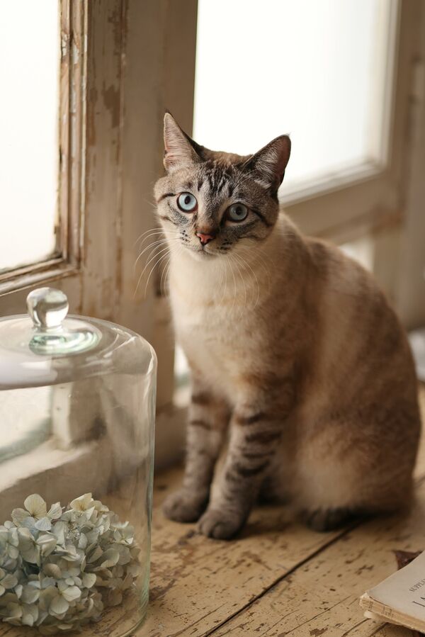 Canon RF 85mm f/2 MACRO IS STM  Canon RF