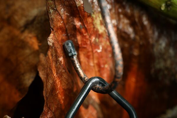 Canon RF 85mm f/2 MACRO IS STM  Canon RF