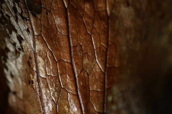 Canon RF 85mm f/2 MACRO IS STM  Canon RF