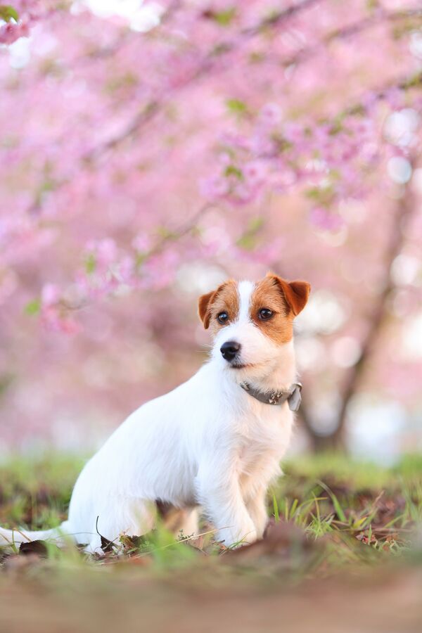 Canon RF 85mm f/2 MACRO IS STM  Canon RF