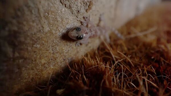 Canon RF-S 10-18mm f/4,5-6,3 IS STM  Canon RF-S