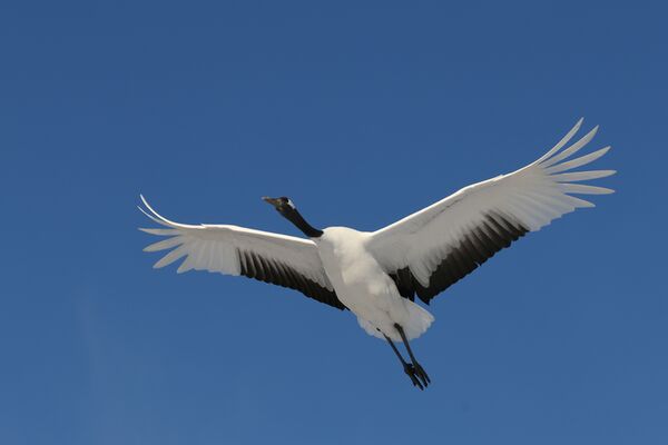 Canon RF-S 18-150mm f/3,5-6,3 IS STM  Canon RF-S