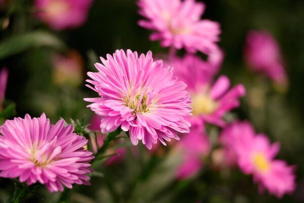 Canon RF-S 55-210mm f/5-7.1 IS STM  Canon RF-S