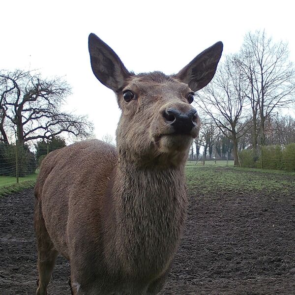 Caruba Wildlife Kamera Elch 4K 