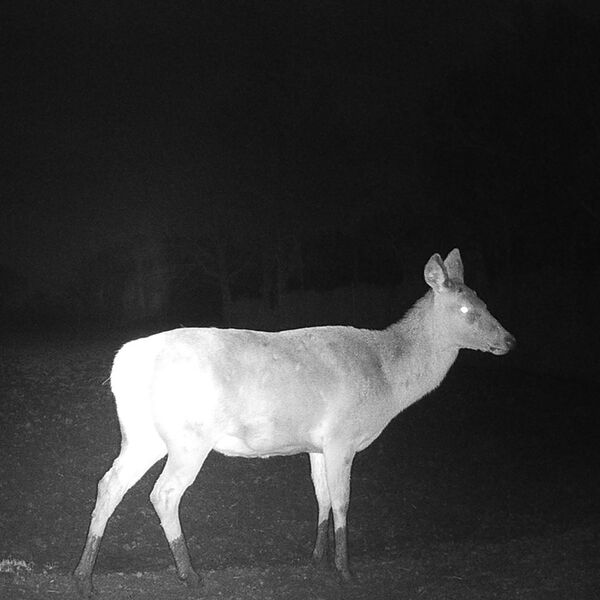 Caruba Wildlife Kamera Elch 4K 