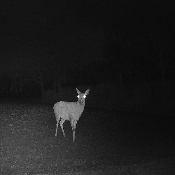 Caruba Wildlife Kamera Elch 4K 