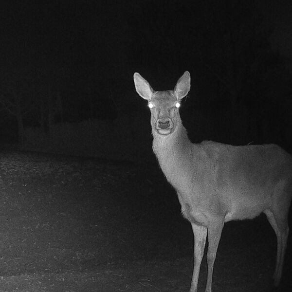 Caruba Wildlife Kamera Elch 4K 