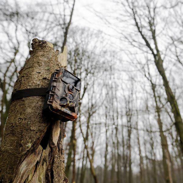 Caruba Wildlife Kamera Elch 4K 