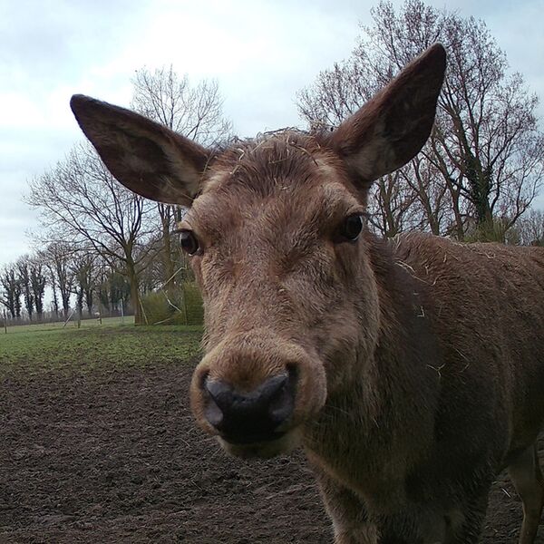 Caruba Wildlife Kamera Kröte Full HD 