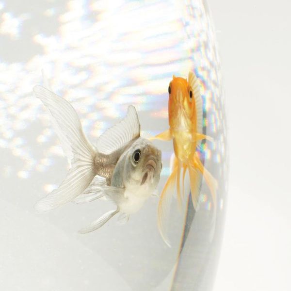 Colorama Colorgloss-Hintergrund  billard gloss 1,3 x 1 m