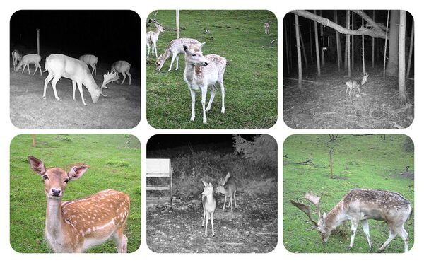 Dörr Überwachungskamera SnapShot Cloud Pro 4G 