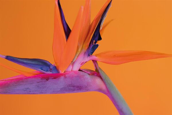 Dörr LED Dauerlicht DLP-1000 RGB  Einzeln