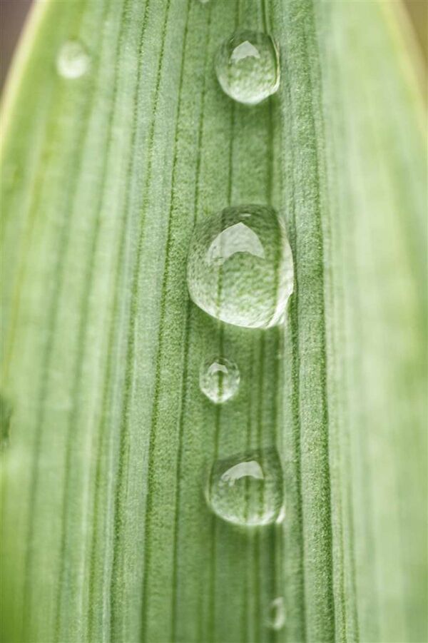 Dörr 60mm f/2,8 Makro  Micro Four Thirds