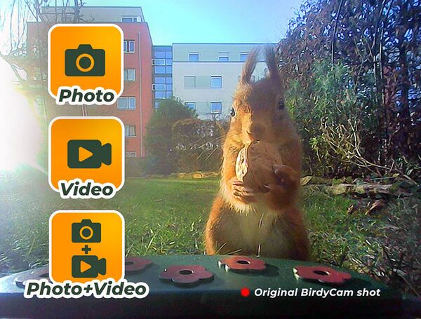 Easypix BirdyCam Vogelfutterhaus mit Kamera 