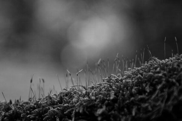 Foma Ortho 400 135-36 