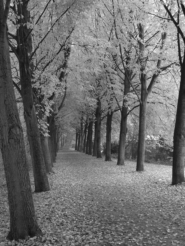 Foma Ortho 400 135-36 