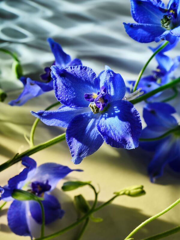 Fujifilm GF 110mm f5.6 T/S Macro  Fujifilm Mittelformat