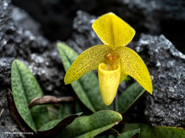 Fujifilm GF 35-70mm f/4,5-5,6 WR  Fujifilm Mittelformat