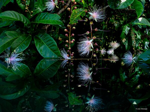 Fujifilm GFX 50S II Gehäuse 