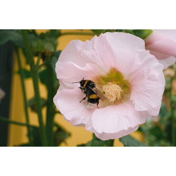 Fujifilm XC 13-33mm f/3,5-6,3 OIS  Fujifilm X