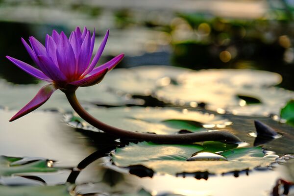 Fujifilm XF 16-55mm f/2.8 R LM WR II  Fujifilm X