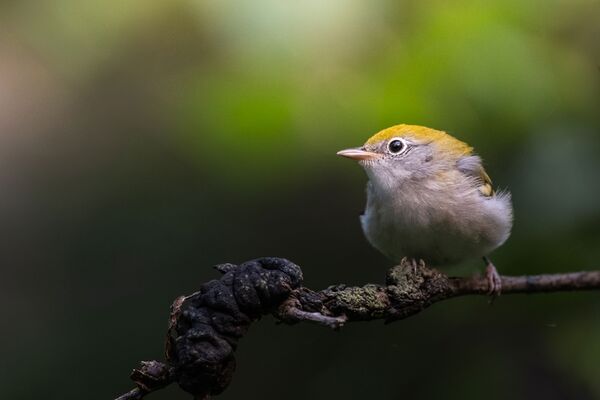 Fujifilm XF 500mm f/5.6 R LM OIS WR  Fujifilm X