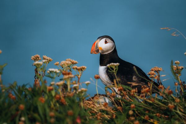 Fujifilm XF 500mm f/5.6 R LM OIS WR  Fujifilm X