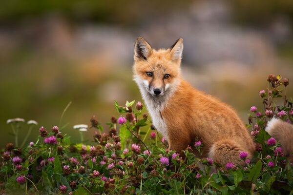 Fujifilm XF 500mm f/5.6 R LM OIS WR  Fujifilm X