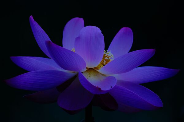 Fujifilm XF 500mm f/5.6 R LM OIS WR  Fujifilm X