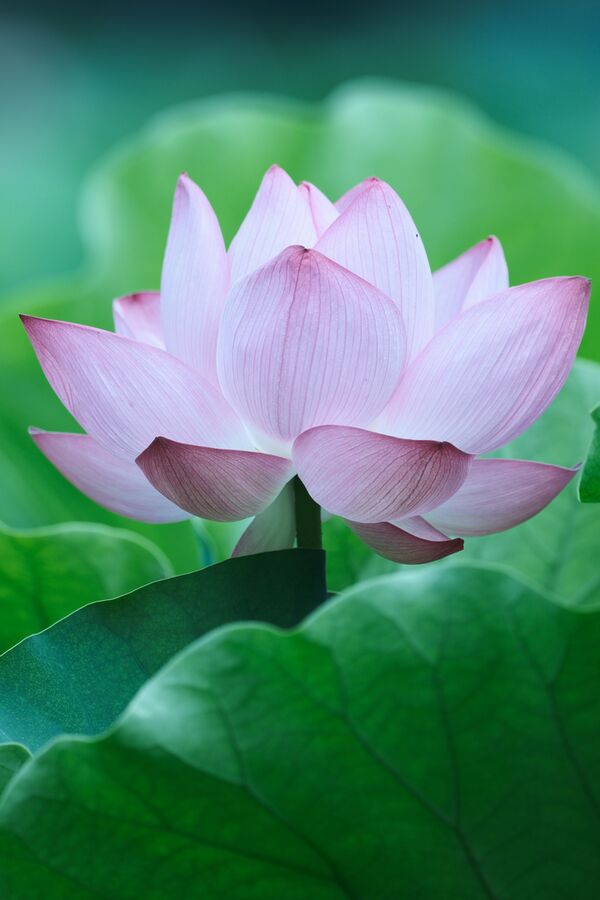 Fujifilm XF 500mm f/5.6 R LM OIS WR  Fujifilm X