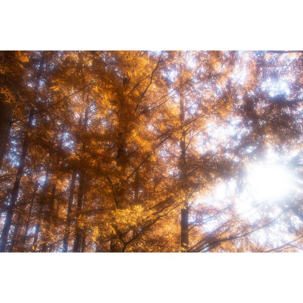 Hoya FOG No0.5  67mm