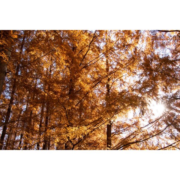 Hoya Softener No1  82mm